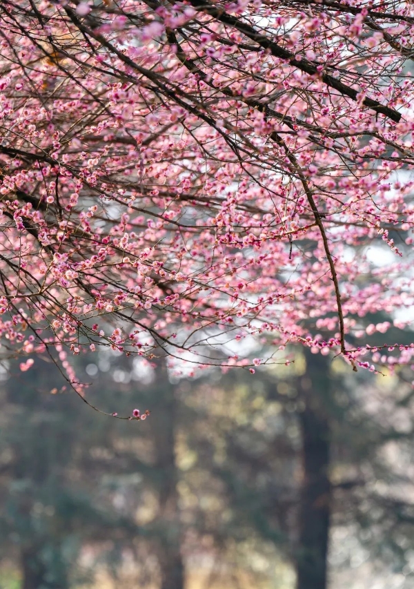 bbde05cc225145c09b5d74b16d64ee37