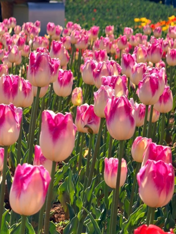 微信图片_20260209162450_132_103