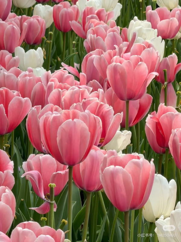 微信图片_20260324141701_17_193