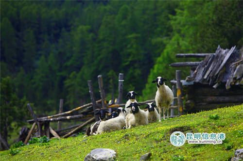 巴拉格宗乃当牧场 巴拉格宗乃当牧场