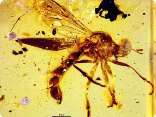 一块琥珀竟然推翻了恐龙灭绝的原因