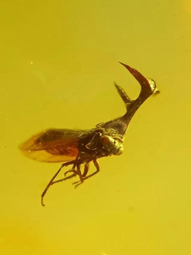 一块琥珀竟然推翻了恐龙灭绝的原因