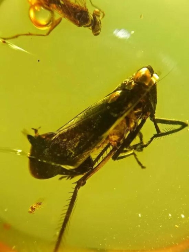 一块琥珀竟然推翻了恐龙灭绝的原因