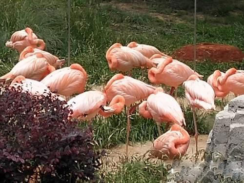 37448_500x500 37448_500x500