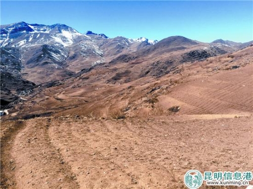 黄草乌种植 黄草乌种植