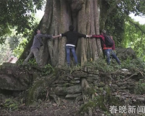 文山麻栗坡发现云南最大荔枝树!树龄500年、胸围5米