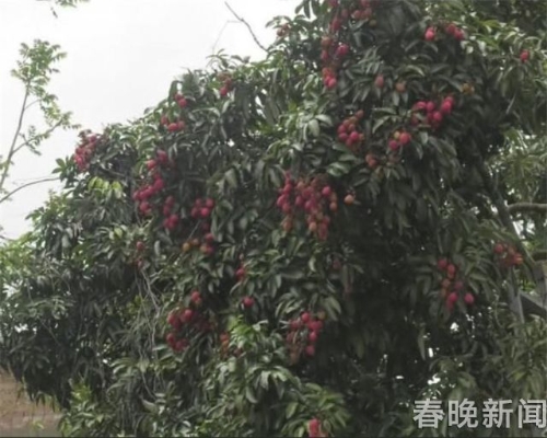 文山麻栗坡发现云南最大荔枝树!树龄500年、胸围5米