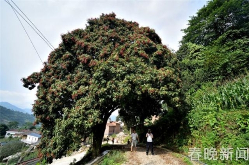 文山麻栗坡发现云南最大荔枝树!树龄500年、胸围5米