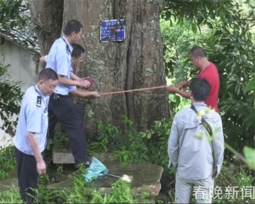 文山麻栗坡发现云南最大荔枝树!树龄500年、胸围5米