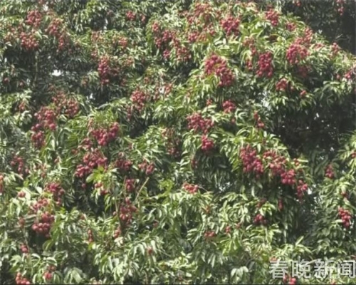 文山麻栗坡发现云南最大荔枝树!树龄500年、胸围5米