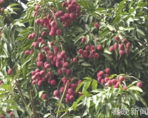 文山麻栗坡发现云南最大荔枝树!树龄500年、胸围5米