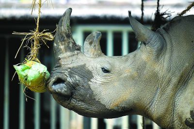 北京公园百万游客体验民俗 颐和园动物园天坛列前三