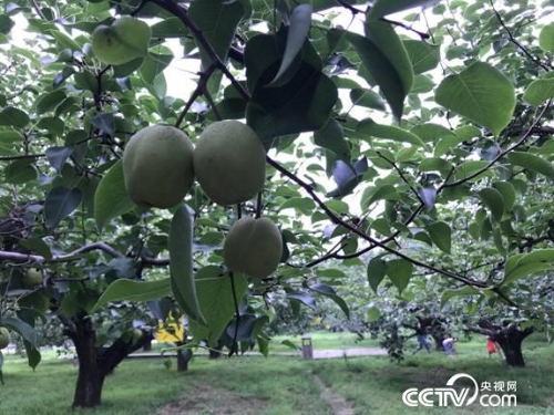 2018070815160536565 2018070815160536565