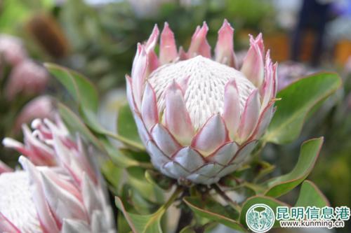 帝王花。记者劳学丽 摄 帝王花。记者劳学丽 摄