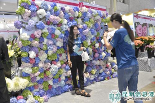 绣球花花墙。记者劳学丽 摄 绣球花花墙。记者劳学丽 摄