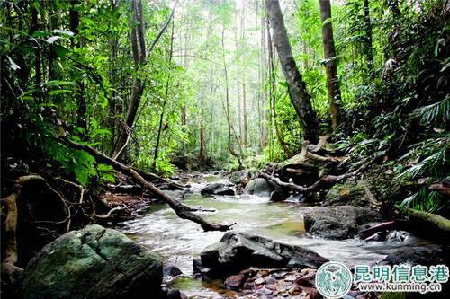 热带雨林风光 热带雨林风光