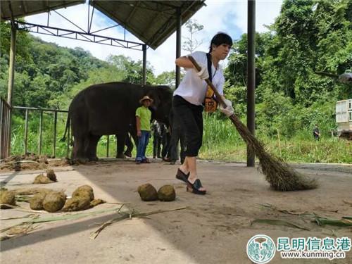 给大象铲屎 给大象铲屎