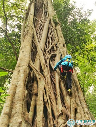 攀爬绞杀榕 攀爬绞杀榕