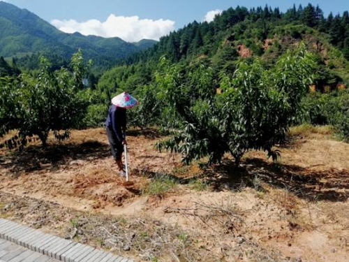 【脱贫攻坚在行动】江西井冈山：农民变股东，合作经营模式拓宽农民收入渠道