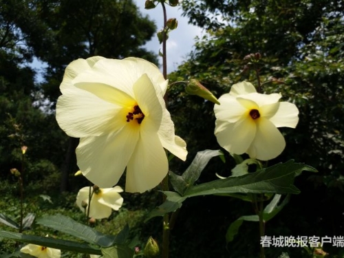 201807231711000QLRS6