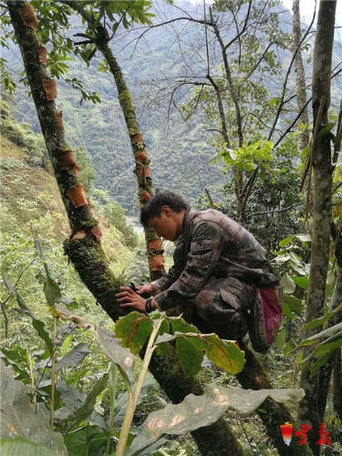 让种在树上的紫皮石斛助力福贡马吉米村脱贫攻坚