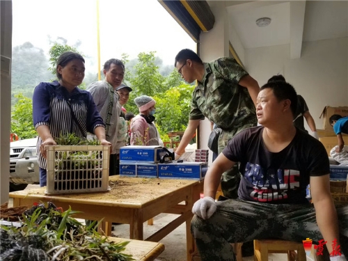 让种在树上的紫皮石斛助力福贡马吉米村脱贫攻坚