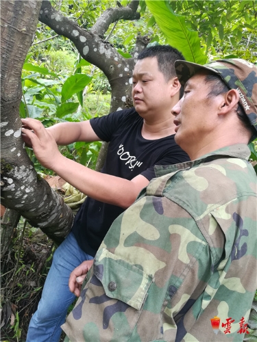 让种在树上的紫皮石斛助力福贡马吉米村脱贫攻坚