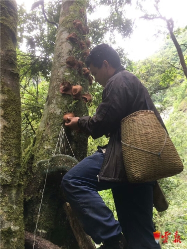 让种在树上的紫皮石斛助力福贡马吉米村脱贫攻坚