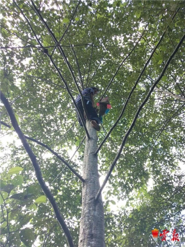 让种在树上的紫皮石斛助力福贡马吉米村脱贫攻坚