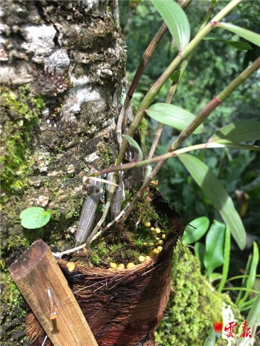 让种在树上的紫皮石斛助力福贡马吉米村脱贫攻坚