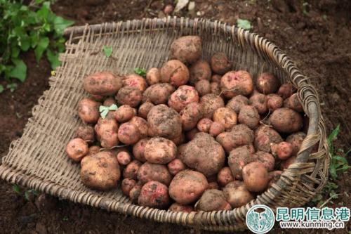 图1：李子沟洋芋