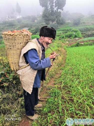 图3：挖洋芋的老人。