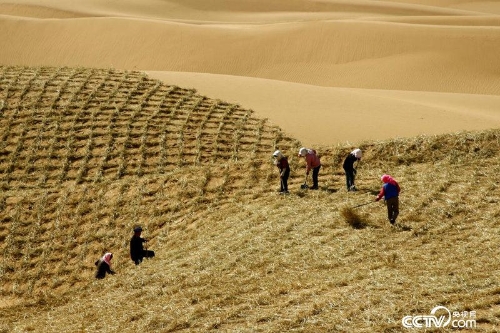 腾格里沙漠边缘中卫沙坡头地区，百姓在扎草方格治沙。（资料图）