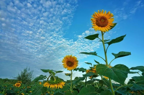 W020180821566418510570