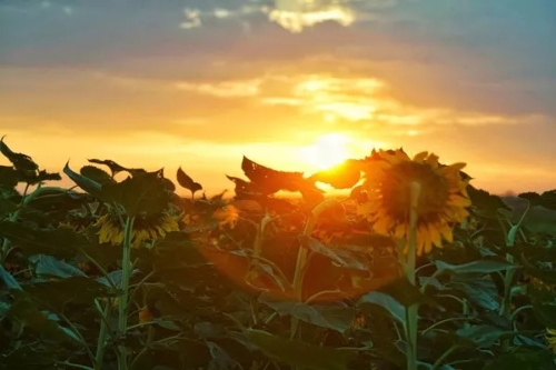 W020180821566418531043