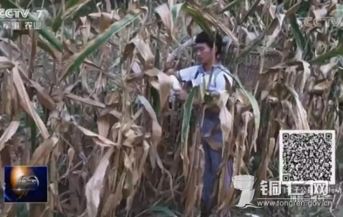 铜仁网1 铜仁网1