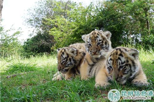 图片1：可爱的小老虎。