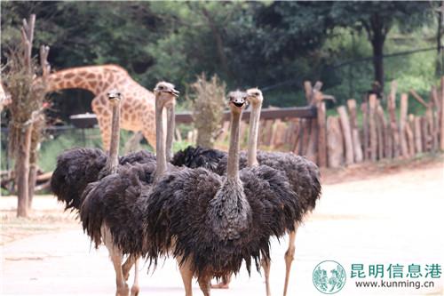 图片2：奔跑中的鸵鸟。