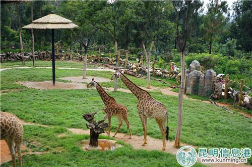 图片3：乖萌的长颈鹿