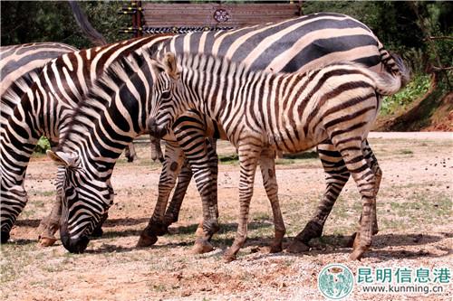 图片4：温驯的斑马。