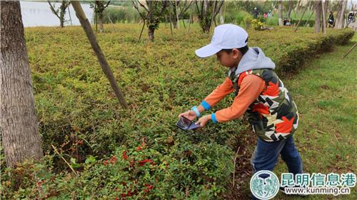 孩子单独寻找、拍摄湿地植物。刘璐璐摄