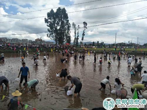 捉谷花鱼体验活动