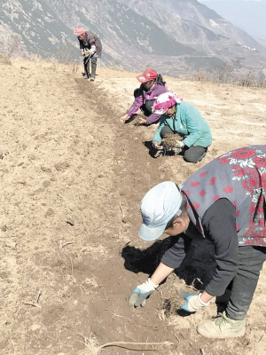 东川村民种植黄草乌。记者黄河清摄