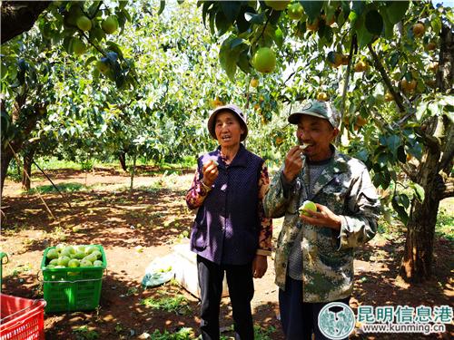 图1:第六届“万溪宝珠梨采摘节”正式启幕。 图1:第六届“万溪宝珠梨采摘节”正式启幕。