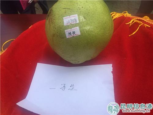 图2:品相好、重约1.07kg的宝珠梨夺得“梨王”桂冠。 图2:品相好、重约1.07kg的宝珠梨夺得“梨王”桂冠。