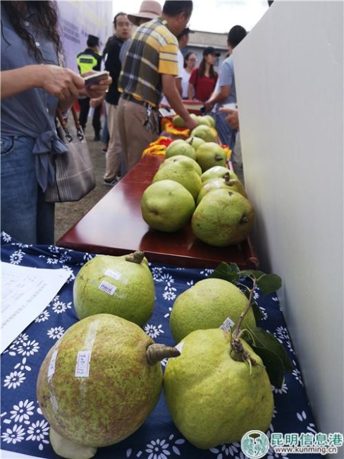 图3:“梨王评比”活动。 图3:“梨王评比”活动。