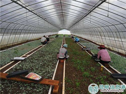 村民在多肉植物种植大棚内忙碌着