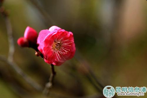 黑龙潭梅花节将启幕。彩龙网友清山客摄