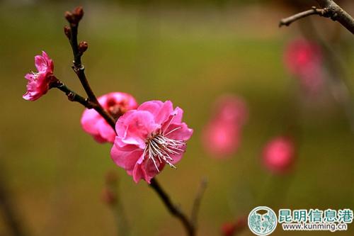 梅花初绽。彩龙网友清山客摄