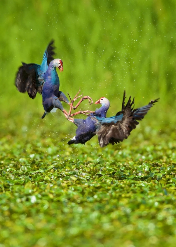 640.webp (8) 640.webp (8)